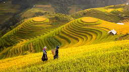 Sa Pa